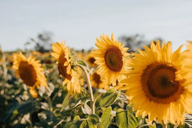 Essential Summer Insurance Policies You Need